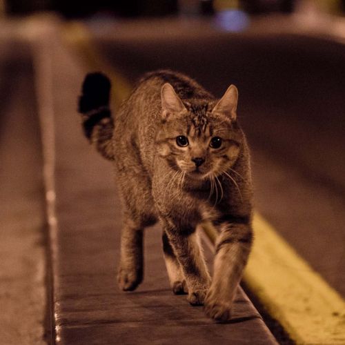 522. Un gato, un chino y mi padre