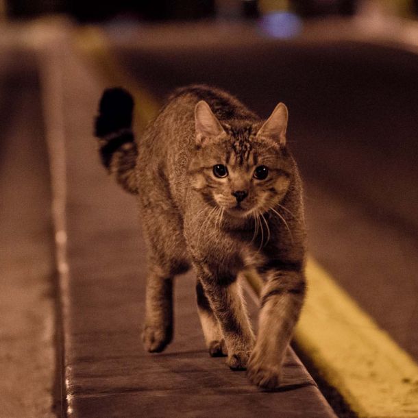 522. Un gato, un chino y mi padre